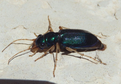 Tetracha virginica; Virginia Metallic Tiger Beetle