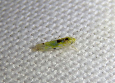 Erythroneura octonotata; Leafhopper species
