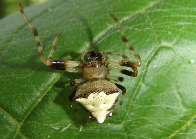 Verrucosa arenata; Arrowhead Spider