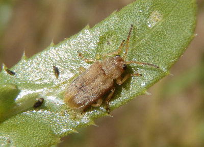 Monoxia Leaf Beetle species