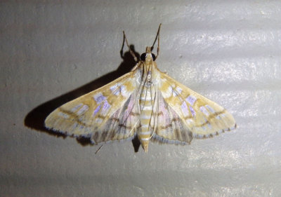 5147 - Epipagis fenestralis; Crambid Snout Moth species