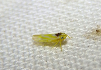Erythridula noeva; Leafhopper species