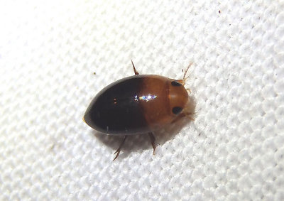 Hydrocanthus atripennis; Burrowing Water Beetle species