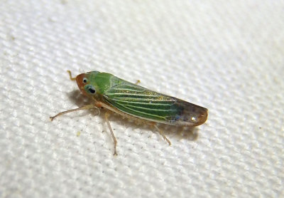 Xyphon flaviceps; Sharpshooter species