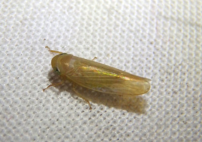 Chlorotettix Leafhopper Species