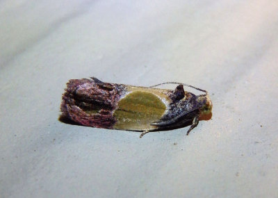 2749 - Eumarozia malachitana; Sculptured Moth
