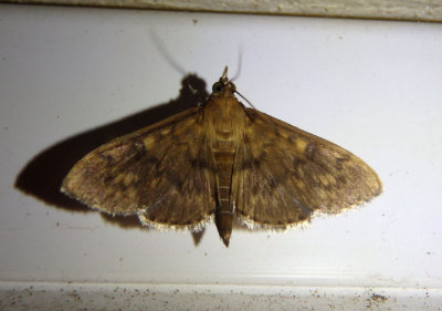 5280 - Herpetogramma aeglealis; Serpentine Webworm Moth