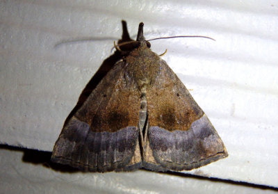 8447 - Hypena madefactalis; Gray-edged Bomolocha; male