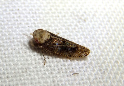 Paraphlepsius collitus; Leafhopper species