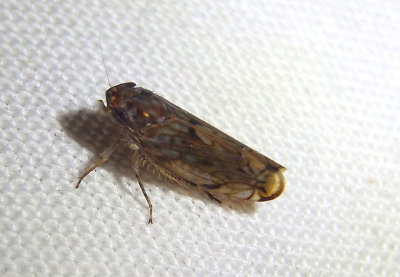 Scaphoideus Leafhopper species
