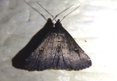 8366 - Tetanolita mynesalis; Smoky Tetanolita