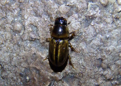 Aphodius pseudolividus; Aphodiine Dung Beetle species; exotic