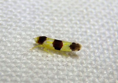 Erythroneura tricincta; Three-banded Leafhopper
