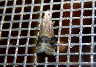 5999 - Eulogia ochrifrontella; Broad-banded Eulogia Moth