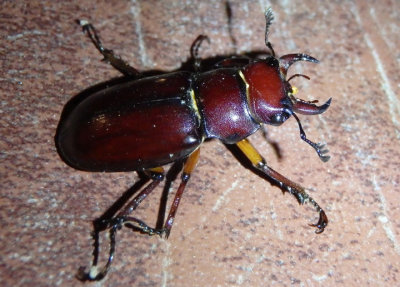 Lucanus capreolus; Reddish-Brown Stag Beetle; male