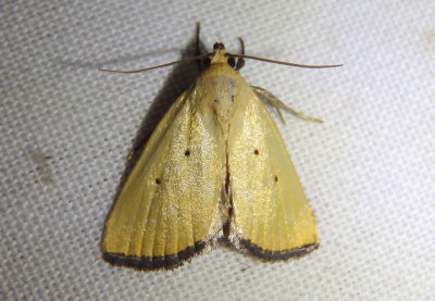 9044 - Marimatha nigrofimbria; Black-bordered Lemon Moth