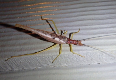 Neoxabea bipunctata; Two-spotted Tree Cricket; female