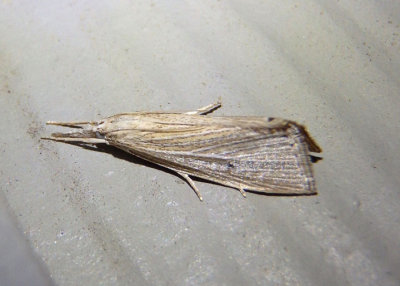 5313-5324 - Donacaula Crambid Snout Moth species