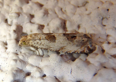 Pelochrista Tortricid Moth species