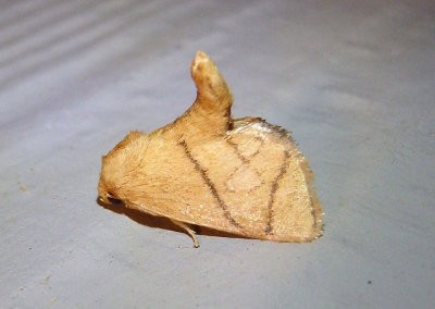 4667 - Apoda y-inversum; Inverted Y Slug Moth