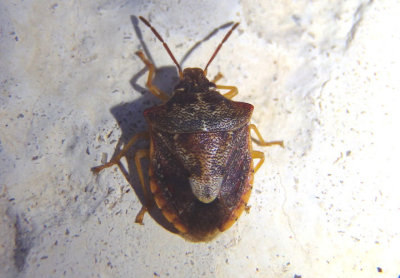 Dendrocoris humeralis; Stink Bug species