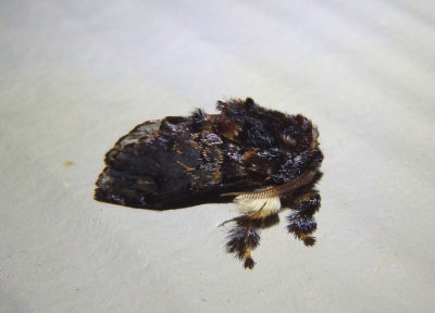 4677 - Phobetron pithecium; Hag Moth