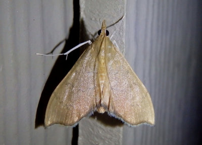 4991 - Sericoplaga externalis; Crambid Snout Moth species