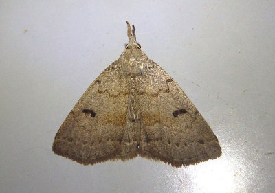 8355 - Chytolita morbidalis; Morbid Owlet