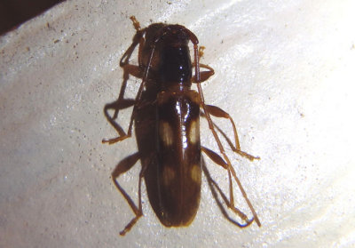 Heterachthes quadrimaculatus; Longhorned Beetle species