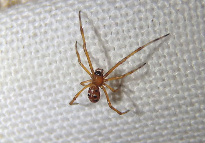 Latrodectus Widow Spider species; immature