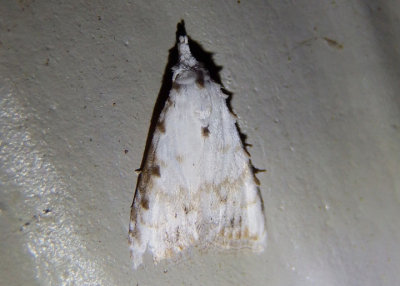 8991 - Nola cereella; Sorghum Webworm Moth