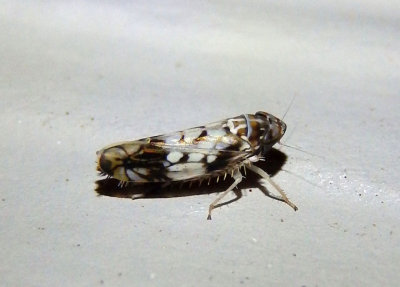 Scaphoideus obtusus; Leafhopper species