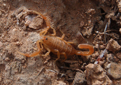 Centruroides sculpturatus; Arizona Bark Scorpion