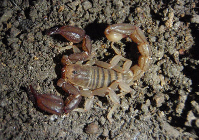 Uroctonites huachuca; Scorpion species