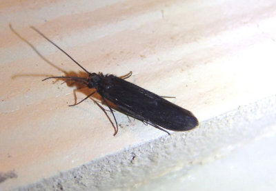 Chimarra Little Black Caddisfly species