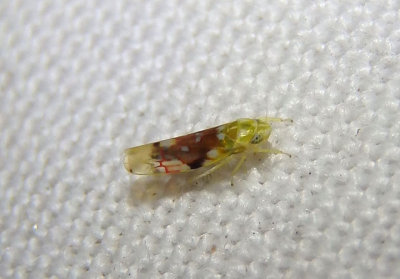 Erythroneura reflecta; Leafhopper species