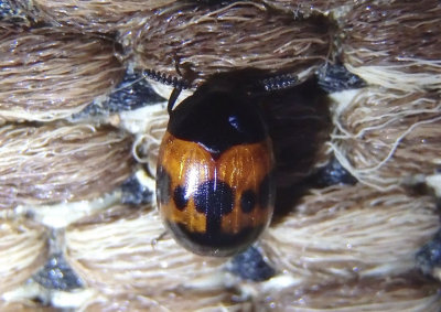 Diaperis nigronotata; Darkling Beetle species