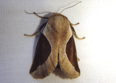 4671 - Prolimacodes badia; Skiff Moth