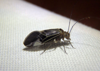 Cerastipsocus venosus; Barklouse species