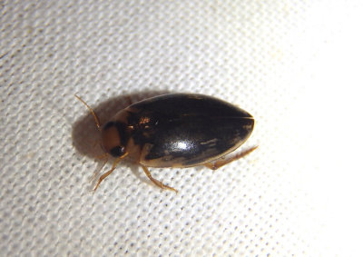 Coptotomus venustus; Predaceous Diving Beetle species