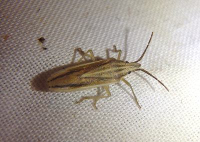 Mecidea Narrow Stink Bug species