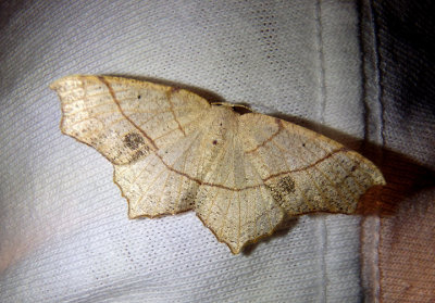 6885 - Besma quercivoraria; Oak Besma; male