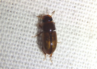 Aphodius pseudolividus; Aphodiine Dung Beetle species