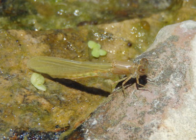Ischnura Forktail species; teneral