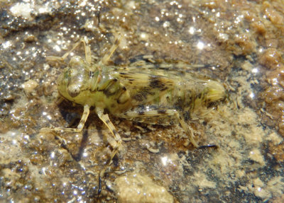 Anisoptera Dragonfly species nymph 