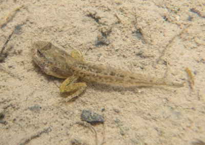 Blanchards Cricket Frog tadpole