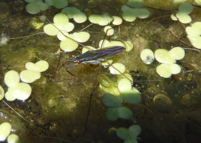 Gerrinae Water Strider species