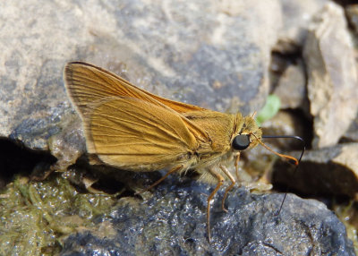 Polites themistocles; Tawny-edged Skipper