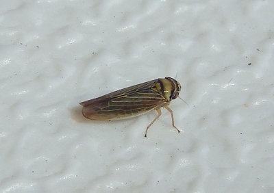 Colladonus Leafhopper species