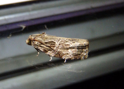 2771 - Phaecasiophora confixana; Macram Moth